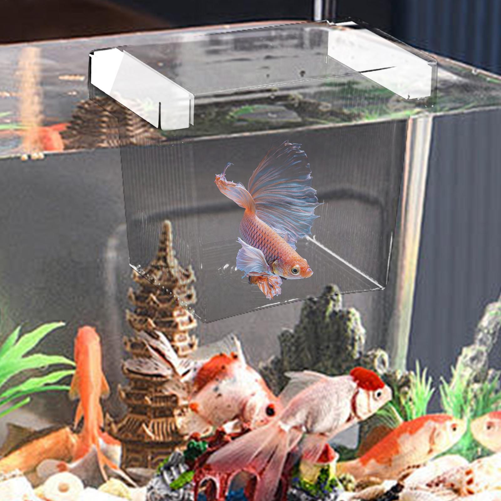Floating Fish Breeding Isolati - Betta Fish Tank recension och pris
