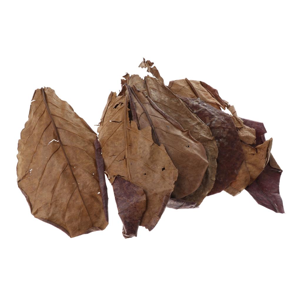 Fish Aquariums Indian Almond L - Betta Fish Tank recension och pris