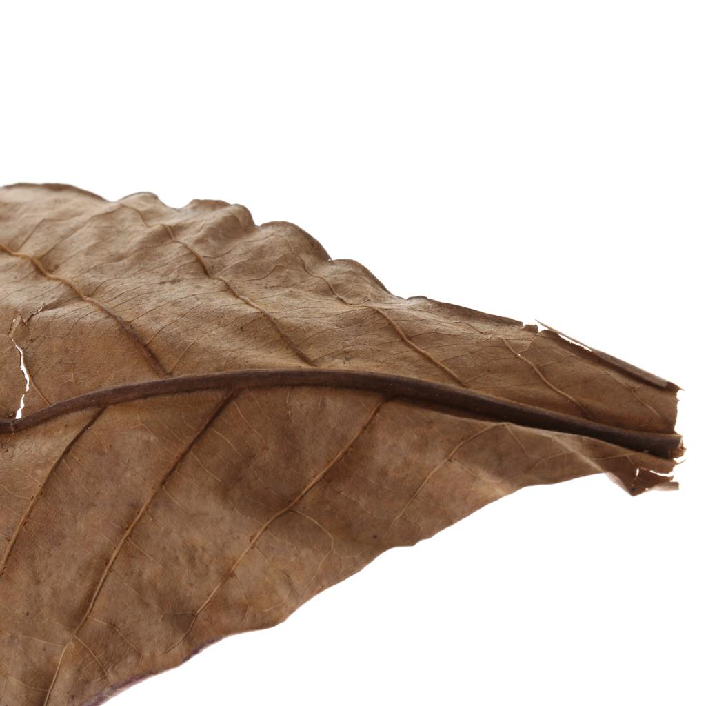 Fish Aquariums Indian Almond L - Betta Fish Tank recension och pris