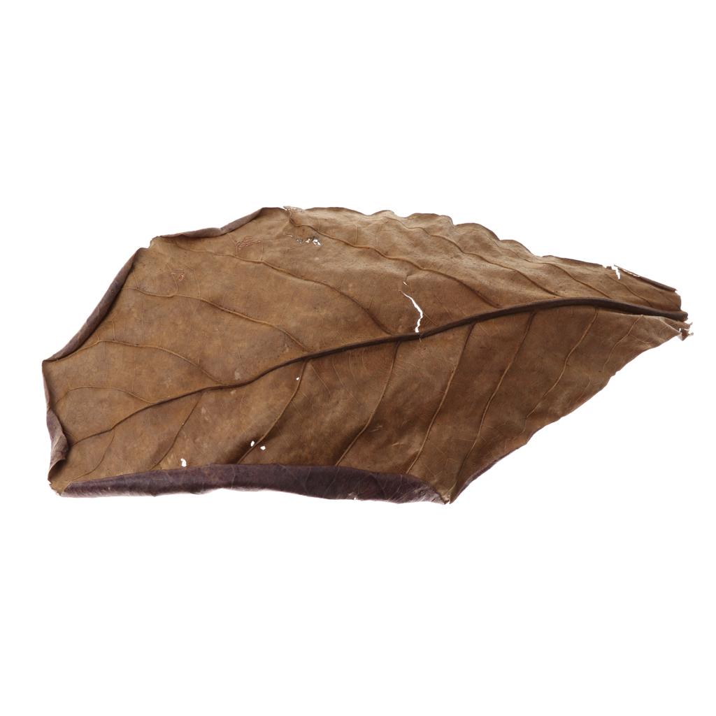 Fish Aquariums Indian Almond L - Betta Fish Tank recension och pris