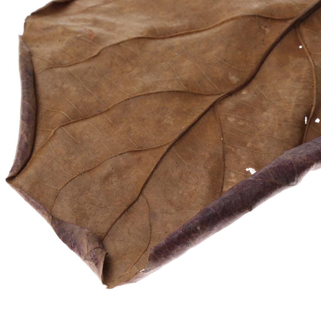 Fish Aquariums Indian Almond L - Betta Fish Tank recension och pris
